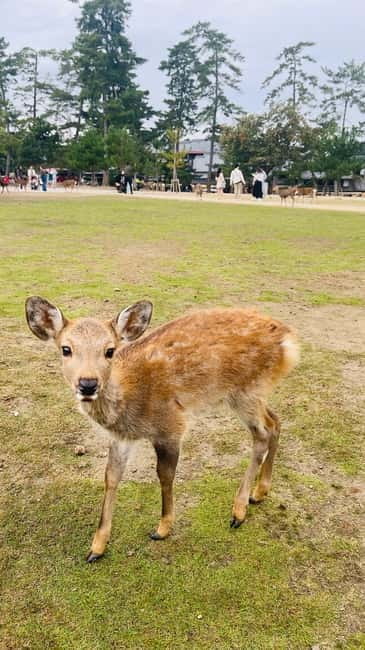 Osaka & Nara: Private Tour with English speaking guide - Todai-ji and Kasuga Taisha, UNESCO awe without the stress