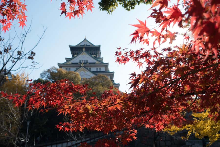 Osaka: Osaka Castle 3 hours Historical Walking Tour - Price and Value: Is $30 a Good Deal?