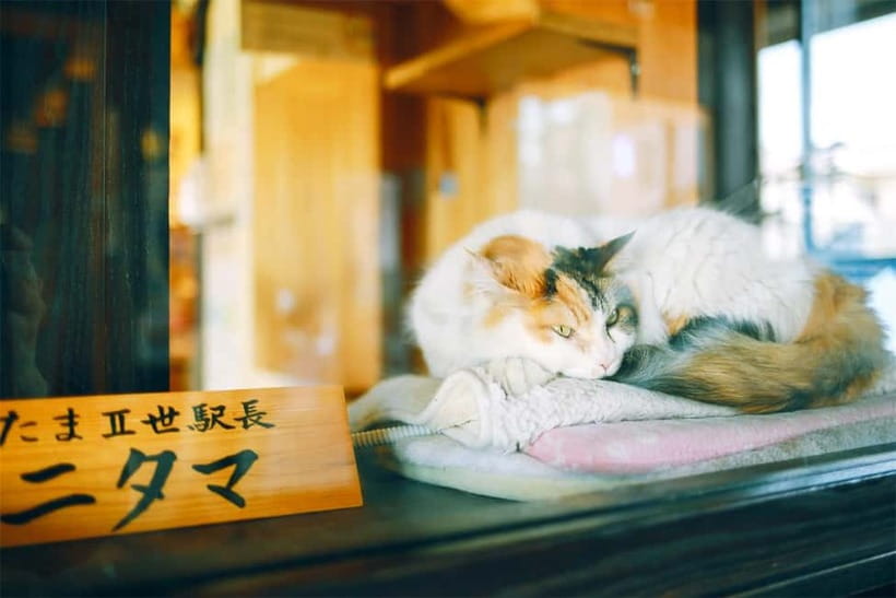 Osaka: Wakayama Cat Train, Seafood market, Hot Springs Tour - Senjojiki and Sandanbeki cliffs, ocean views and pirate-cave scale