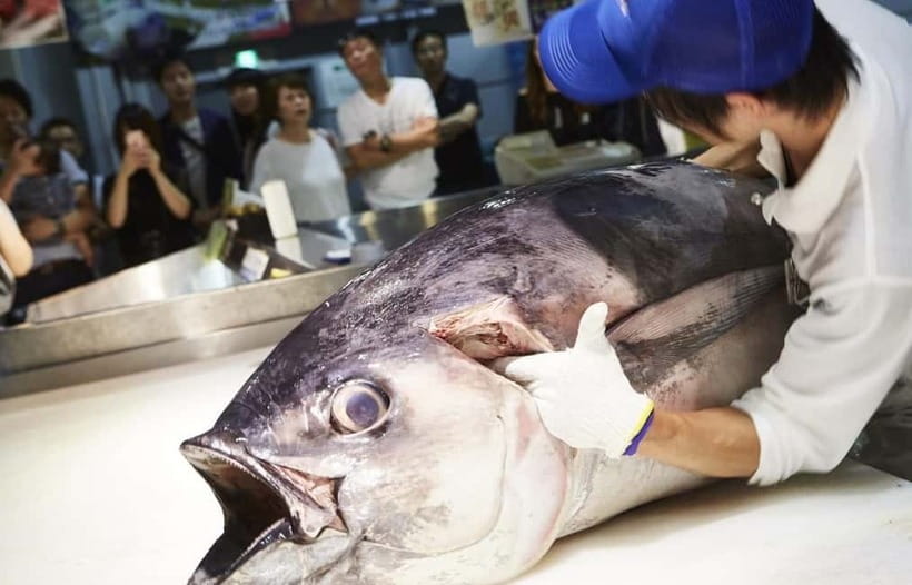 Osaka: Wakayama Cat Train, Seafood market, Hot Springs Tour - Best for you if you want cats, seafood, and coast in one smooth day