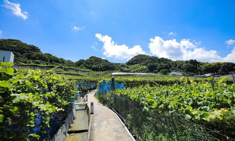 Osaka Winery Tour with Wine Tasting & Vineyard Walk - The cellar walk: from bar to aging room