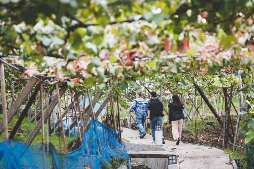 Osaka Winery Tour with Wine Tasting & Vineyard Walk - Step one: your hour inside Katashimo Wine Food