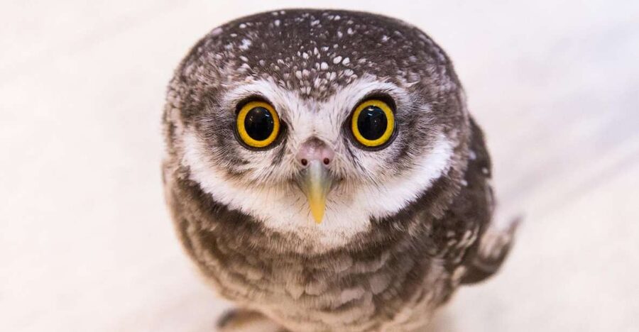 Owl Cafe Tokyo Akiba Fukurou - Akihabara Owl Cafe: What You’re Really Booking in 50 Minutes