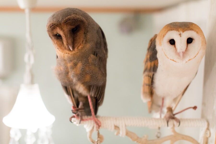 Owl Cafe Tokyo Akiba Fukurou - Final Verdict: Should You Book Owl Cafe Tokyo Akiba Fukurou?