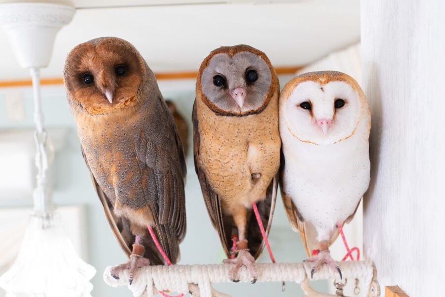 Owl Cafe Tokyo Akiba Fukurou - Arriving at Owl Café, 67 Kanda Neribeicho: The Fast Check-in Advantage