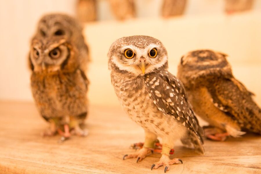 Owl Cafe Tokyo Akiba Fukurou - Photos Without the Usual Hassle: What You Get and How It Works
