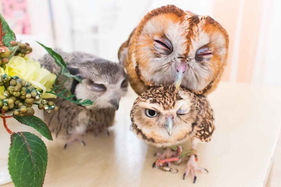 Owl Cafe Tokyo Akiba Fukurou - Atmosphere Matters: A Quiet Room Built for Animal Welfare