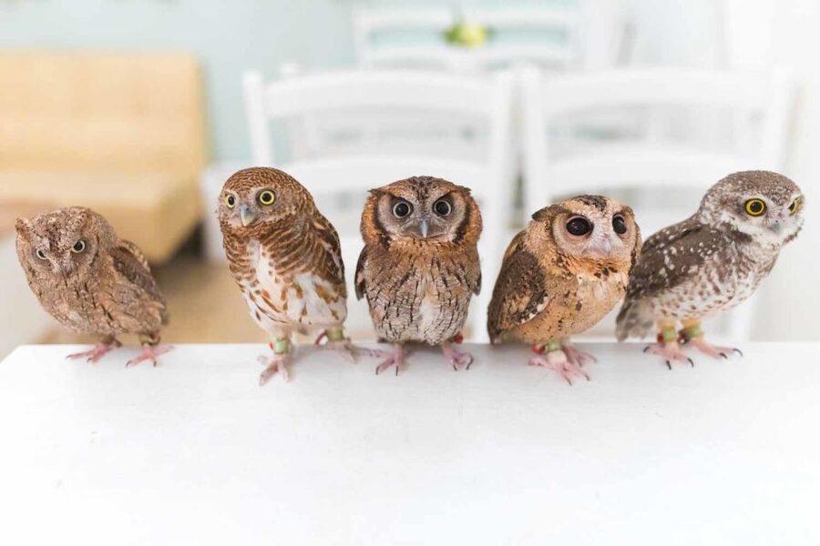 Owl Cafe Tokyo Akiba Fukurou - Who This Owl Cafe Visit Suits Best (and Who Might Not)