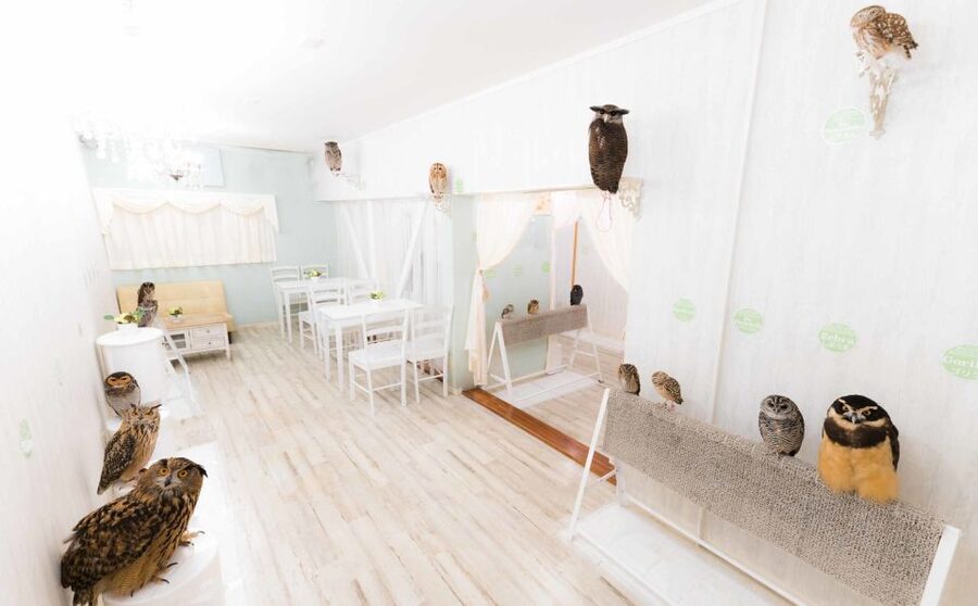 Owl Cafe Tokyo Akiba Fukurou - How to Plan the Rest of Your Akihabara Day Around It