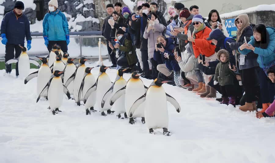 Penguin Fun & Snowmobile : Sapporo Winter (Asahiyama Zoo) - Snow Days, Traffic, and Why Timing Can Feel Different