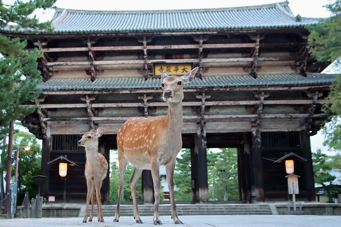 Perfect Nara Park Half-Day Bus Tour with English Speaking Guide - Key things that make this tour work