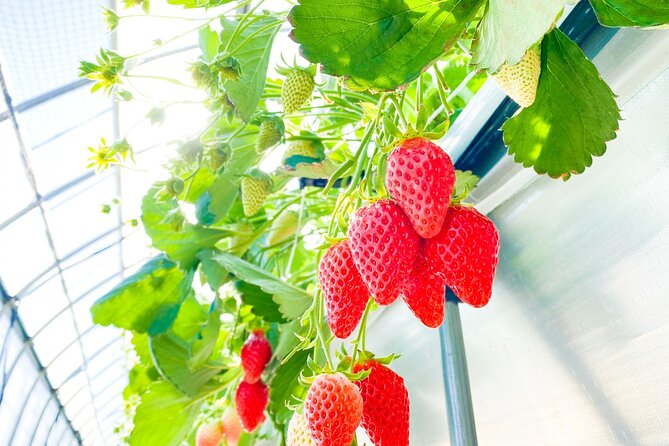 Play with Snow Crab Buffet Lunch and Strawberry Picking Bus Tour - What you pay for, and whether it is a good deal