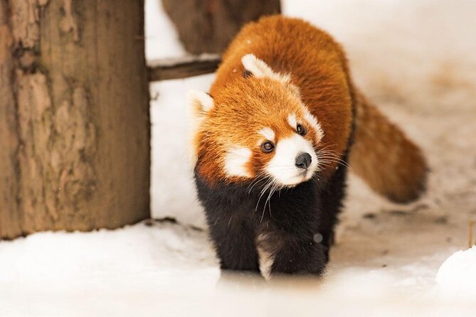 【Private Car】Asahiyama Zoo, Blue Pond, Shirahige Falls, Ningle Terrace (from Sapporo) - Key highlights to know before you go