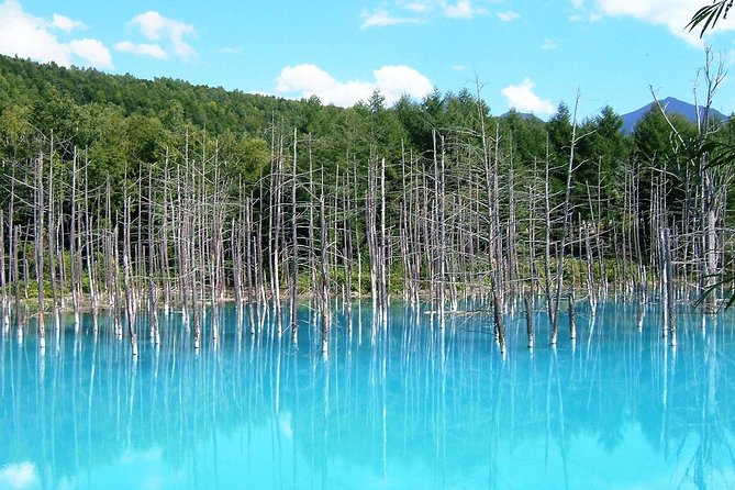 【Private Car】Asahiyama Zoo, Blue Pond, Shirahige Falls, Ningle Terrace (from Sapporo) - Asahiyama Zoo: your best window for seeing Hokkaido’s stars