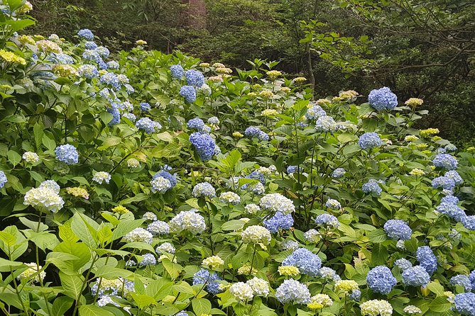 Private Car Day Trip to the Kobe Mountains, Gardens and Hot Springs from Osaka - Who should book this Kobe mountains and Arima Onsen private tour?