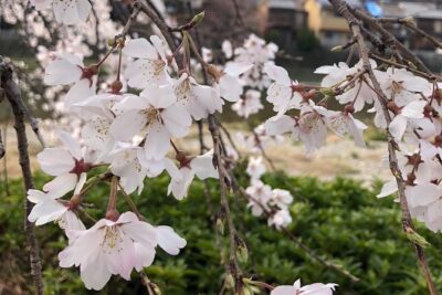 Private car tour in Kyoto (up to 4)