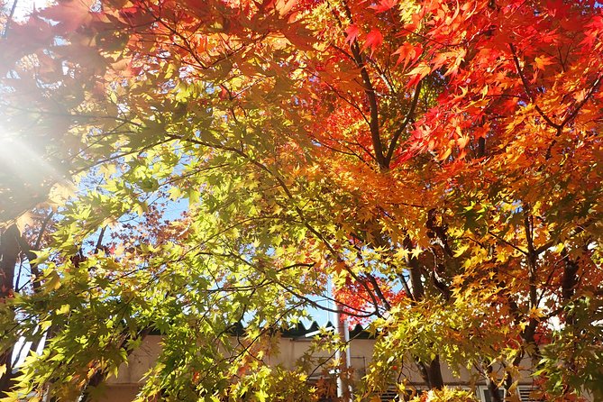 Private-group Morning Cycling Tour in Hida-Furukawa - Should you book this private-group ride with SATOYAMA EXPERIENCE?