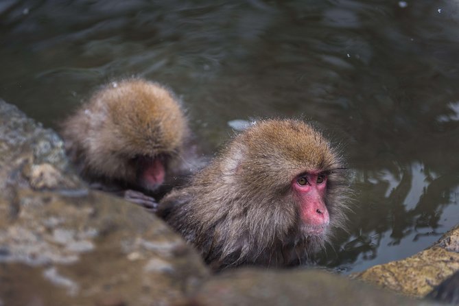 Private Nagano 1-Day Tour:Snow Monkeys,Zenko-ji,Obuse,Sake,Onsen - Key points before you go