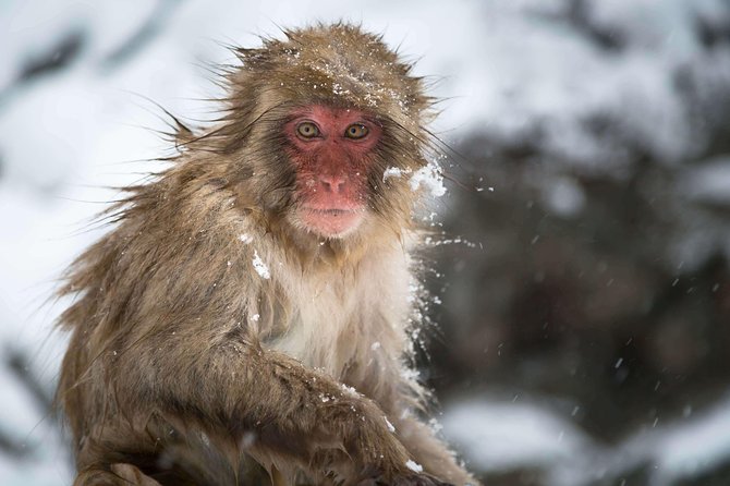 Private Nagano 1-Day Tour:Snow Monkeys,Zenko-ji,Obuse,Sake,Onsen - Obuse Town: sake, onsen, and a slower kind of fun