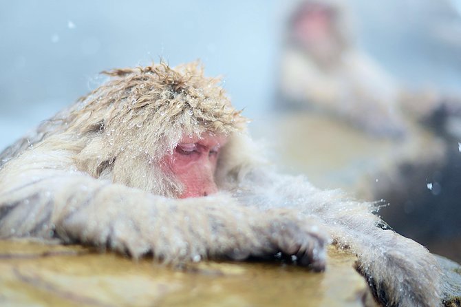 Private Nagano 1-Day Tour:Snow Monkeys,Zenko-ji,Obuse,Sake,Onsen - Hokusai Museum: an art break that makes the day feel complete