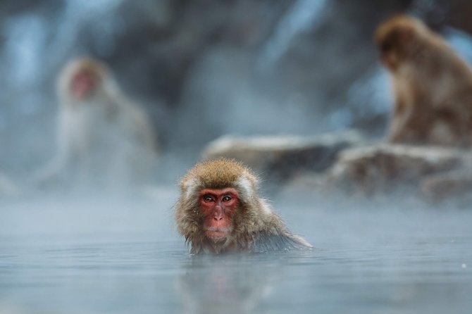 Private Nagano 1-Day Tour:Snow Monkeys,Zenko-ji,Obuse,Sake,Onsen - Price, transport options, and what the tour gets you