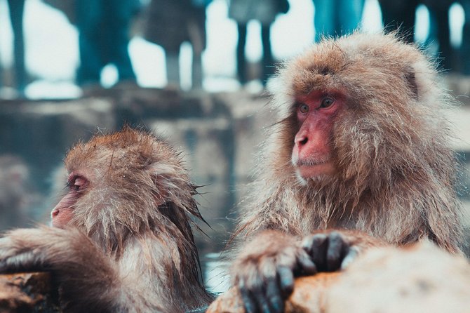 Private Nagano 1-Day Tour:Snow Monkeys,Zenko-ji,Obuse,Sake,Onsen - Zenko-ji Temple: the 7th-century heart of Nagano
