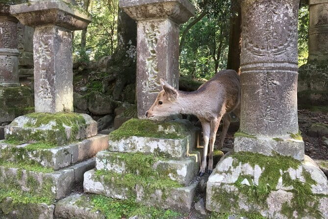 Private Nara Tour and Sake Tasting (Departing from Kyoto/Nara) - Stop 3: Nigatsu-do views and the Omizutori in March