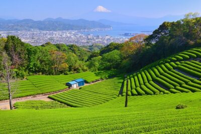 Private Sightseeing Tour from Shimizu Port / Sedan Taxi