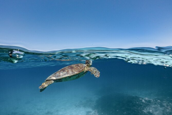 Private snorkeling tour Ishigaki island - Kabira Maetake Farm: a pause that adds local texture
