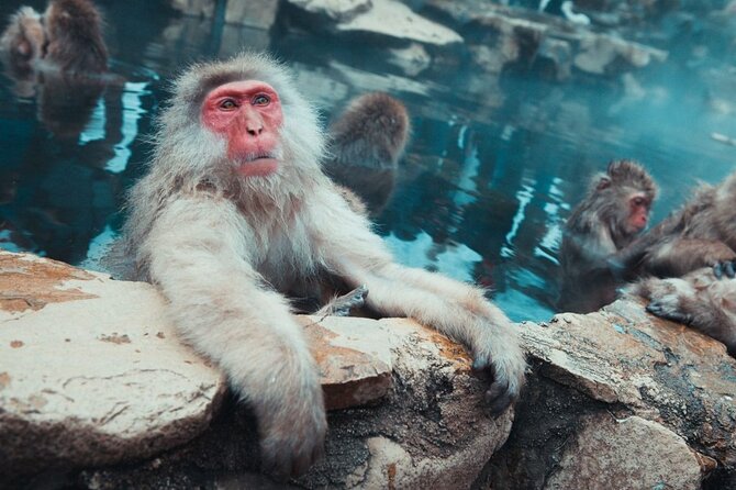 Private Snow Monkey Tour - Conveniently Resort Hop and Sightsee - The Big Idea: Convenience Plus Culture in One Long Day
