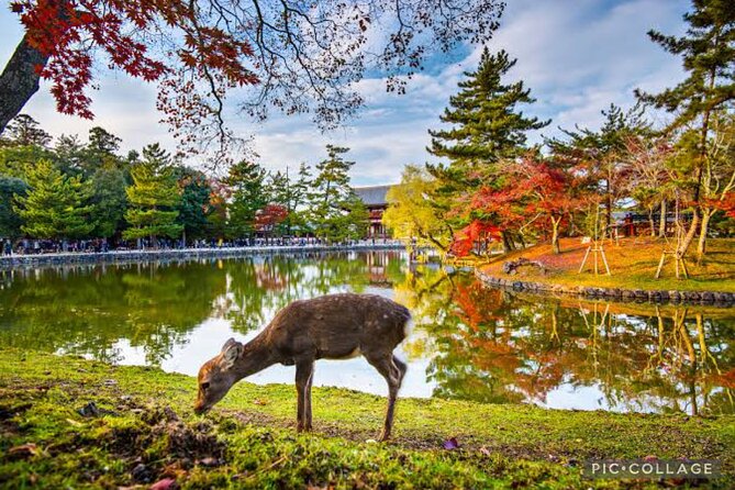 Private Tour Kyoto-Nara w/Hotel Pick Up & Drop off from Kyoto - Hotel pickup, private van, and what you truly pay for