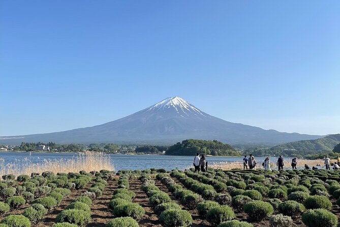 Private Tour to Mt Fuji and Hakone with English Speaking Driver - Price and value, plus the fees you must plan for
