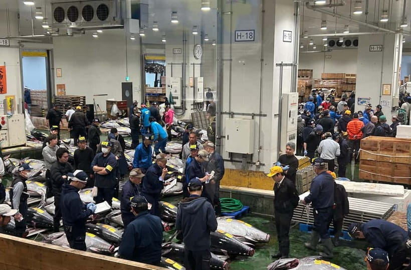 Private Toyosu & Tsukiji Market Adventure with Tuna Auction - Key highlights