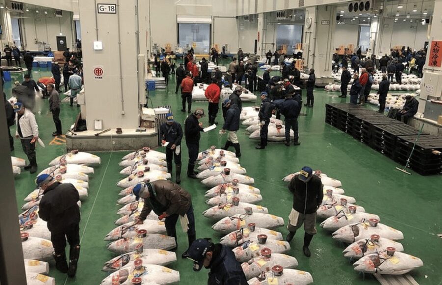 Private Toyosu & Tsukiji Market Adventure with Tuna Auction - Toyosu plus Tsukiji: a Tokyo food story you can see