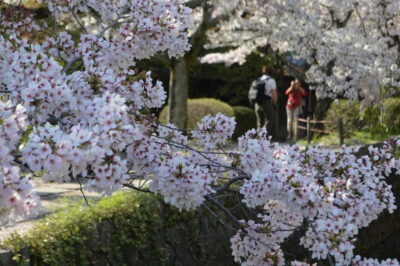 Sacred Pathways: Discover the Philosopher’s Path of Kyoto