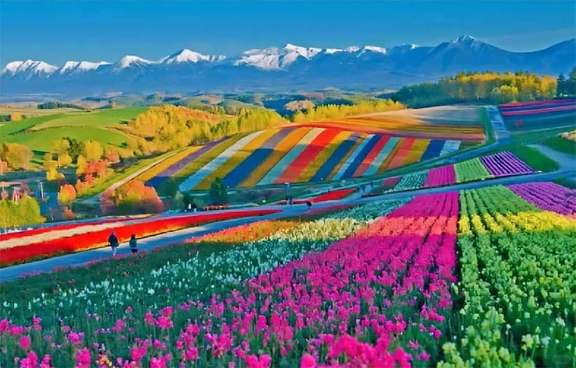 Sapporo: Furano Flower Sea & Biei Blue Pond Tour w/ Pickup - Key Things I’d Plan Around