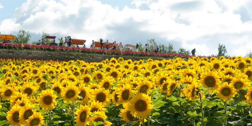 Sapporo: Furano Flower Sea & Biei Blue Pond Tour w/ Pickup - Lunch With Local Flavors, Plus a Melon Upgrade If You Want It