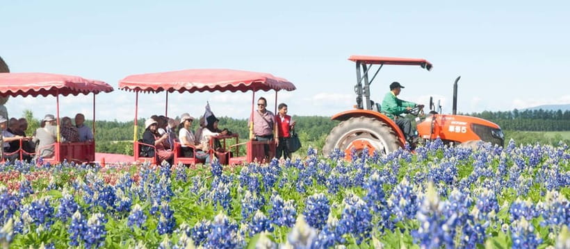 Sapporo: Furano Flower Sea & Biei Blue Pond Tour w/ Pickup - Tomita Farm in Furano: Lavender Brand Name Energy