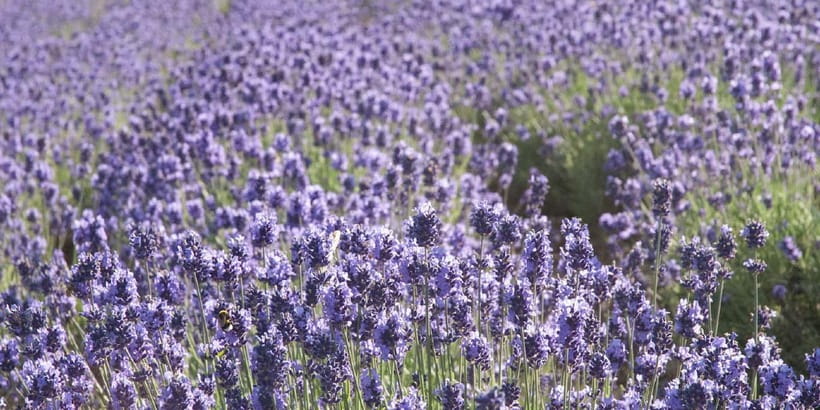 Sapporo: Furano Flower Sea & Biei Blue Pond Tour w/ Pickup - Price and Logistics: Does $77 Get You Real Value?