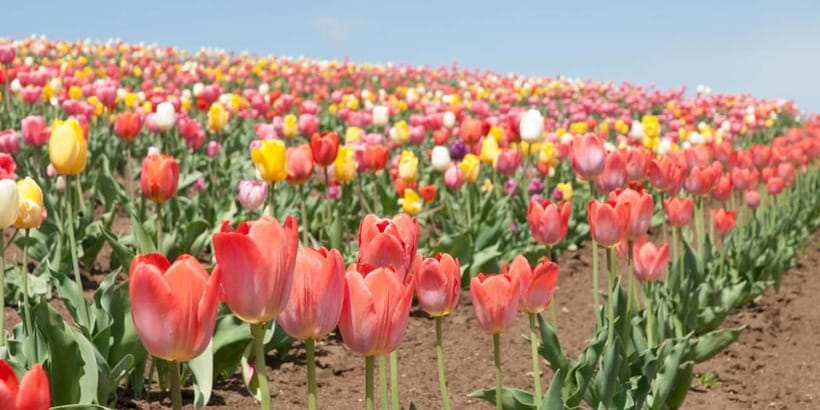 Sapporo: Furano Flower Sea & Biei Blue Pond Tour w/ Pickup - The Part That Can Make or Break Your Day: English and Group Pace
