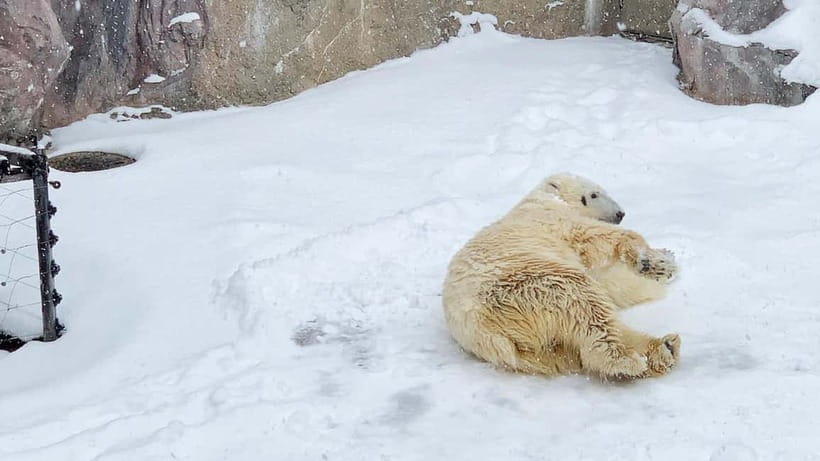 Sapporo Winter : Asahiyama Zoo (Penguin Fun & Snowmobile) - Key things to know before you go