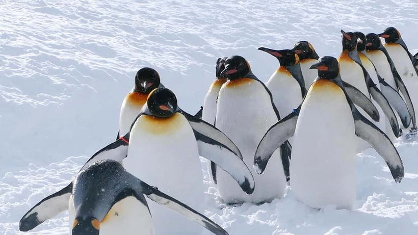 Sapporo Winter : Asahiyama Zoo (Penguin Fun & Snowmobile) - Shikisai-no-oka: wide snowy fields and your snow choice