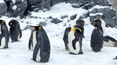 Sapporo Winter : Asahiyama Zoo (Penguin Fun & Snowmobile)