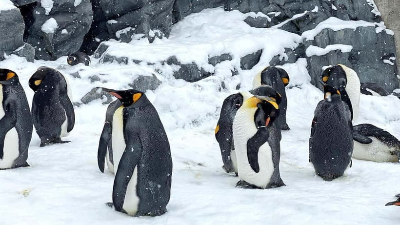 Sapporo Winter : Asahiyama Zoo (Penguin Fun & Snowmobile) - Ningle Terrace in Furano: crafts, winter huts, and a fairy-tale vibe