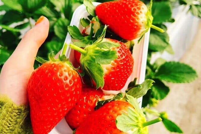 Seasonal Mt. Fuji Scenic Views, Fruit Picking and Ropeway Ride! - Oishi Park Timing: When the Season Fits, the Photos Look Better