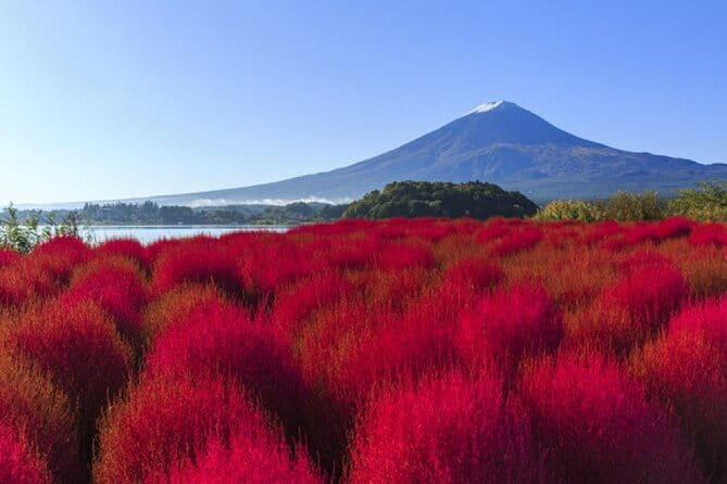 Seasonal Mt. Fuji Scenic Views, Fruit Picking and Ropeway Ride! - Guides Make or Break the Day: What to Watch For
