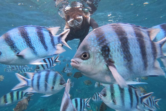 Snorkeling in the Blue Cave area【Okinawa Prefecture: Free feeding & photo images!English and Chinese speaking guide available! - Key things that make this snorkeling tour worth your time