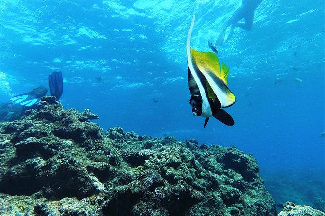 Snorkeling in the Blue Cave area【Okinawa Prefecture: Free feeding & photo images!English and Chinese speaking guide available! - Price and what you truly pay for Blue Cave snorkeling