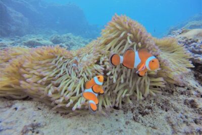 Snorkeling in the Blue Cave area【Okinawa Prefecture: Free feeding & photo images!English and Chinese speaking guide available!