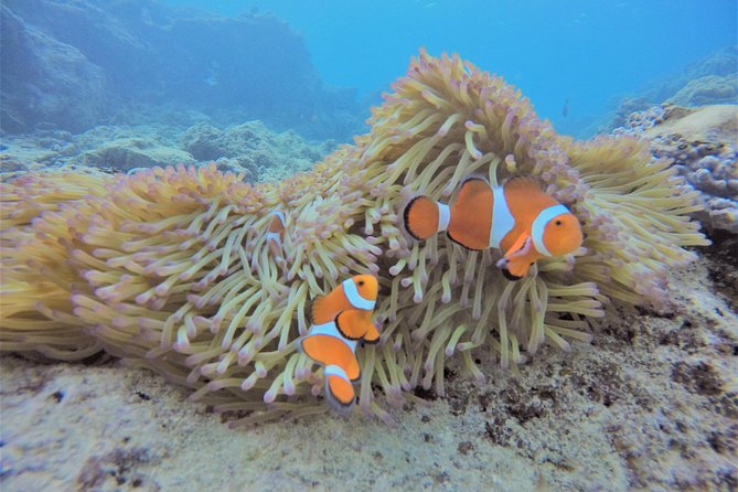 Snorkeling in the Blue Cave area【Okinawa Prefecture: Free feeding & photo images!English and Chinese speaking guide available! - Cape Maeda stop: your warm-up before the main underwater show